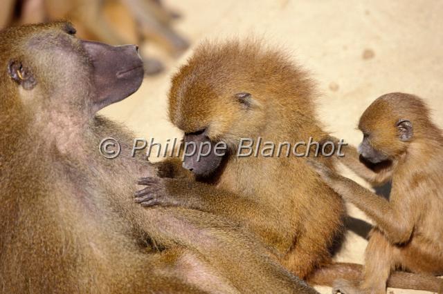 papio papio.JPG - Mère babouin de Guinée et ses petitsPapio papioBaboonPrimates, Cercopithecidae